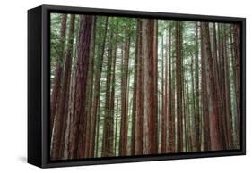 Majestic Trees, John Muir Woods-Vincent James-Framed Stretched Canvas