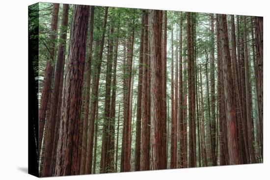 Majestic Trees, John Muir Woods-Vincent James-Stretched Canvas