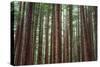 Majestic Trees, John Muir Woods-Vincent James-Stretched Canvas