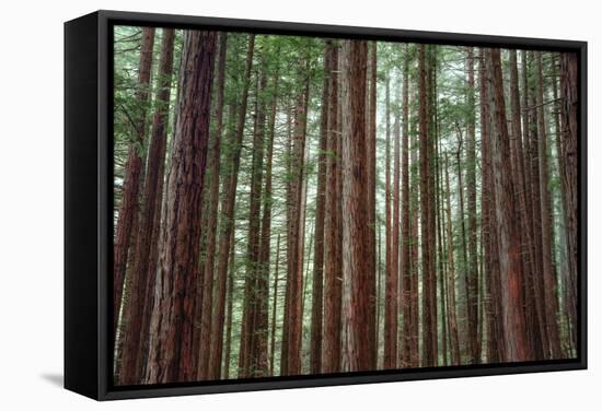 Majestic Trees, John Muir Woods-Vincent James-Framed Stretched Canvas