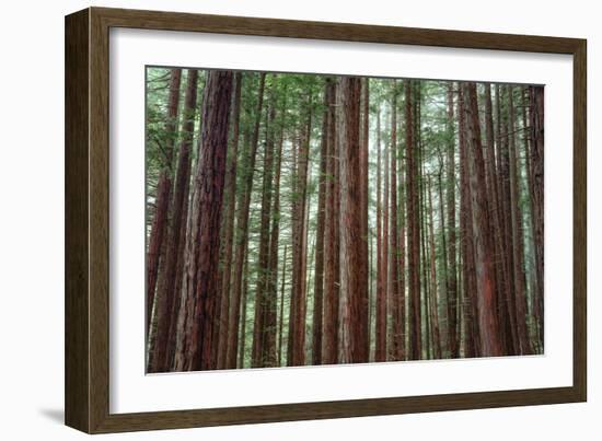 Majestic Trees, John Muir Woods-Vincent James-Framed Photographic Print