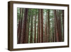 Majestic Trees, John Muir Woods-Vincent James-Framed Photographic Print