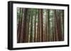 Majestic Trees, John Muir Woods-Vincent James-Framed Photographic Print