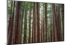 Majestic Trees, John Muir Woods-Vincent James-Mounted Photographic Print