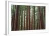 Majestic Trees, John Muir Woods-Vincent James-Framed Photographic Print