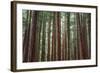 Majestic Trees, John Muir Woods-Vincent James-Framed Photographic Print