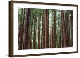 Majestic Trees, John Muir Woods-Vincent James-Framed Photographic Print