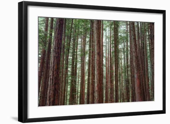 Majestic Trees, John Muir Woods-Vincent James-Framed Photographic Print