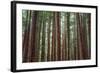 Majestic Trees, John Muir Woods-Vincent James-Framed Photographic Print