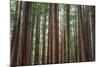 Majestic Trees, John Muir Woods-Vincent James-Mounted Photographic Print