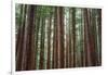 Majestic Trees, John Muir Woods-Vincent James-Framed Photographic Print