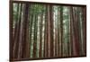 Majestic Trees, John Muir Woods-Vincent James-Framed Photographic Print