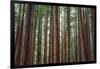 Majestic Trees, John Muir Woods-Vincent James-Framed Photographic Print