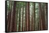 Majestic Trees, John Muir Woods-Vincent James-Framed Stretched Canvas