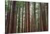 Majestic Trees, John Muir Woods-Vincent James-Stretched Canvas