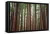 Majestic Trees, Muir Woods-Vincent James-Framed Stretched Canvas