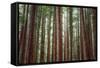 Majestic Trees, Muir Woods-Vincent James-Framed Stretched Canvas