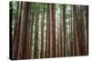 Majestic Trees, Muir Woods-Vincent James-Stretched Canvas