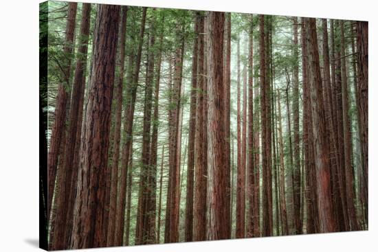 Majestic Trees, Muir Woods-Vincent James-Stretched Canvas