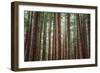 Majestic Trees, Muir Woods-Vincent James-Framed Photographic Print