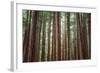 Majestic Trees, Muir Woods-Vincent James-Framed Photographic Print