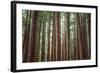Majestic Trees, Muir Woods-Vincent James-Framed Photographic Print