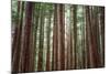 Majestic Trees, Muir Woods-Vincent James-Mounted Photographic Print