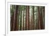 Majestic Trees, Muir Woods-Vincent James-Framed Photographic Print