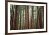 Majestic Trees, Muir Woods-Vincent James-Framed Photographic Print