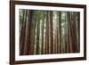 Majestic Trees, Muir Woods-Vincent James-Framed Photographic Print