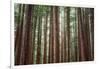 Majestic Trees, Muir Woods-Vincent James-Framed Photographic Print