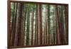 Majestic Trees, Muir Woods-Vincent James-Framed Photographic Print