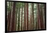 Majestic Trees, Muir Woods-Vincent James-Framed Photographic Print