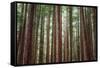 Majestic Trees, Muir Woods-Vincent James-Framed Stretched Canvas