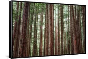 Majestic Trees, Muir Woods-Vincent James-Framed Stretched Canvas