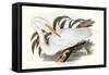 Majestic Waterbird I-Elizabeth Gould-Framed Stretched Canvas