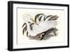 Majestic Waterbird I-Elizabeth Gould-Framed Art Print