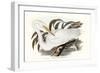 Majestic Waterbird I-Elizabeth Gould-Framed Art Print