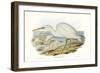 Majestic Waterbird II-Elizabeth Gould-Framed Art Print