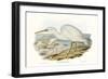 Majestic Waterbird II-Elizabeth Gould-Framed Art Print