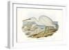 Majestic Waterbird II-Elizabeth Gould-Framed Art Print