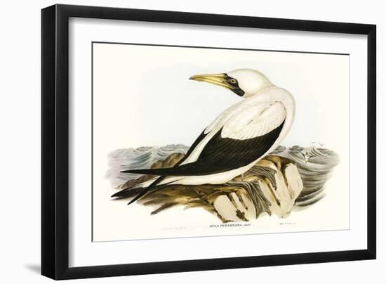 Majestic Waterbird VI-Elizabeth Gould-Framed Art Print