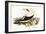 Majestic Waterbird VI-Elizabeth Gould-Framed Art Print