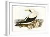 Majestic Waterbird VI-Elizabeth Gould-Framed Art Print