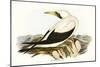 Majestic Waterbird VI-Elizabeth Gould-Mounted Art Print