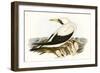 Majestic Waterbird VI-Elizabeth Gould-Framed Premium Giclee Print