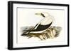 Majestic Waterbird VI-Elizabeth Gould-Framed Premium Giclee Print