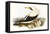 Majestic Waterbird VI-Elizabeth Gould-Framed Stretched Canvas