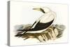 Majestic Waterbird VI-Elizabeth Gould-Stretched Canvas
