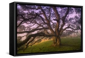 Majestic Wild Oak, Petaluma, California-null-Framed Stretched Canvas